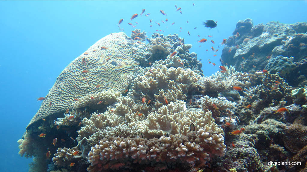 Coral crown scene diving Golden Rim at Volivoli Fiji Islands by Diveplanit