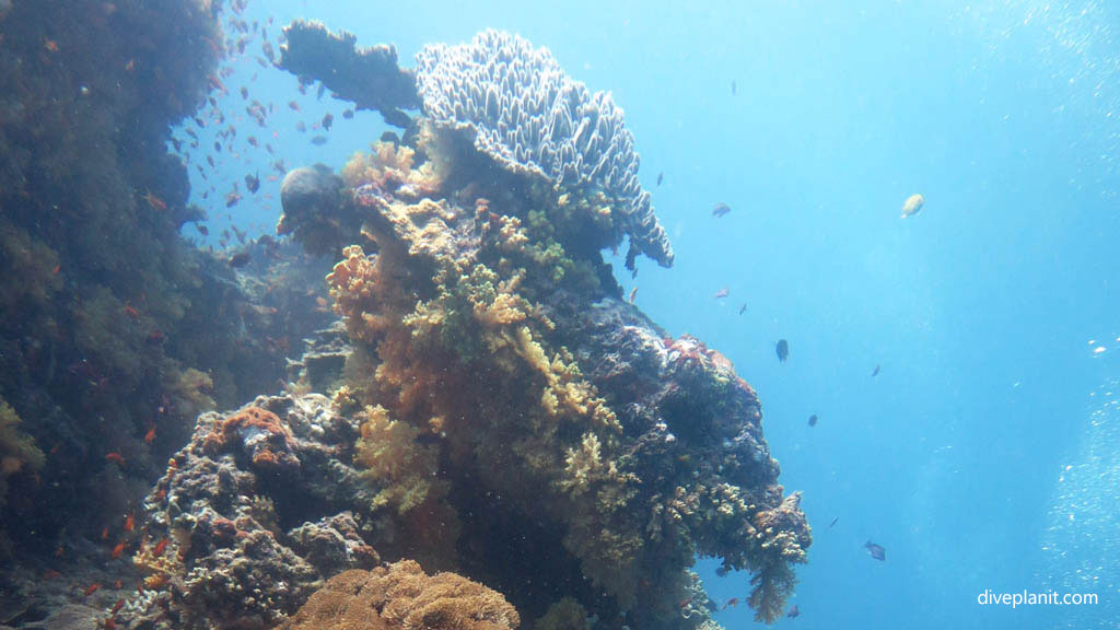 Coral stack diving Golden Rim at Volivoli Fiji Islands by Diveplanit