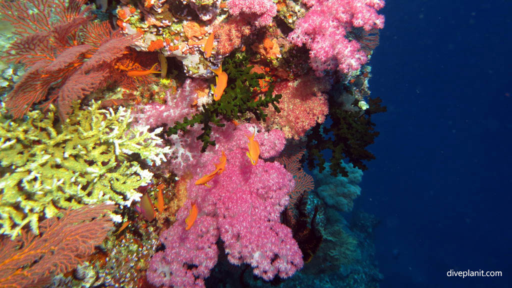 Colourful reef scene with mix of corals diving Black Magic at Volivoli Fiji Islands by Diveplanit