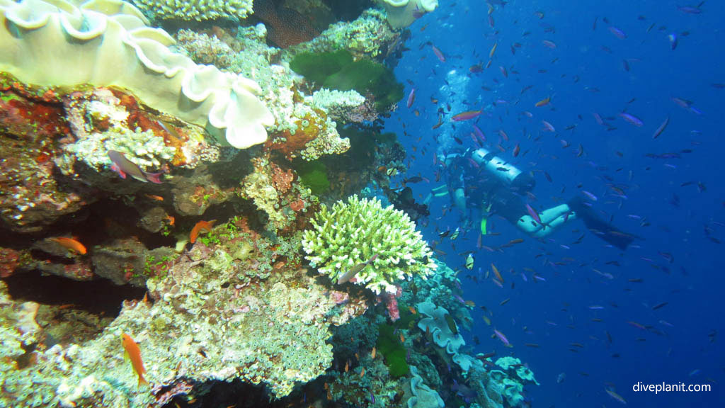 Diver in fish soup diving Black Magic at Volivoli Fiji Islands by Diveplanit