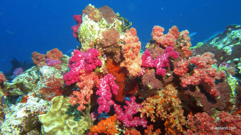 Soft coral reef scene - no fish diving Vatu Express at Volivoli Fiji Islands by Diveplanit