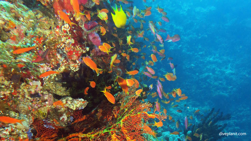 Mix of anthias on reef wall diving Vatu Express at Volivoli Fiji Islands by Diveplanit