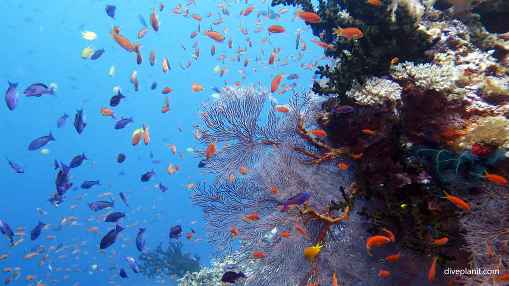 Anthias soup with sea fan diving Wheatfields at Volivoli Fiji Islands by Diveplanit