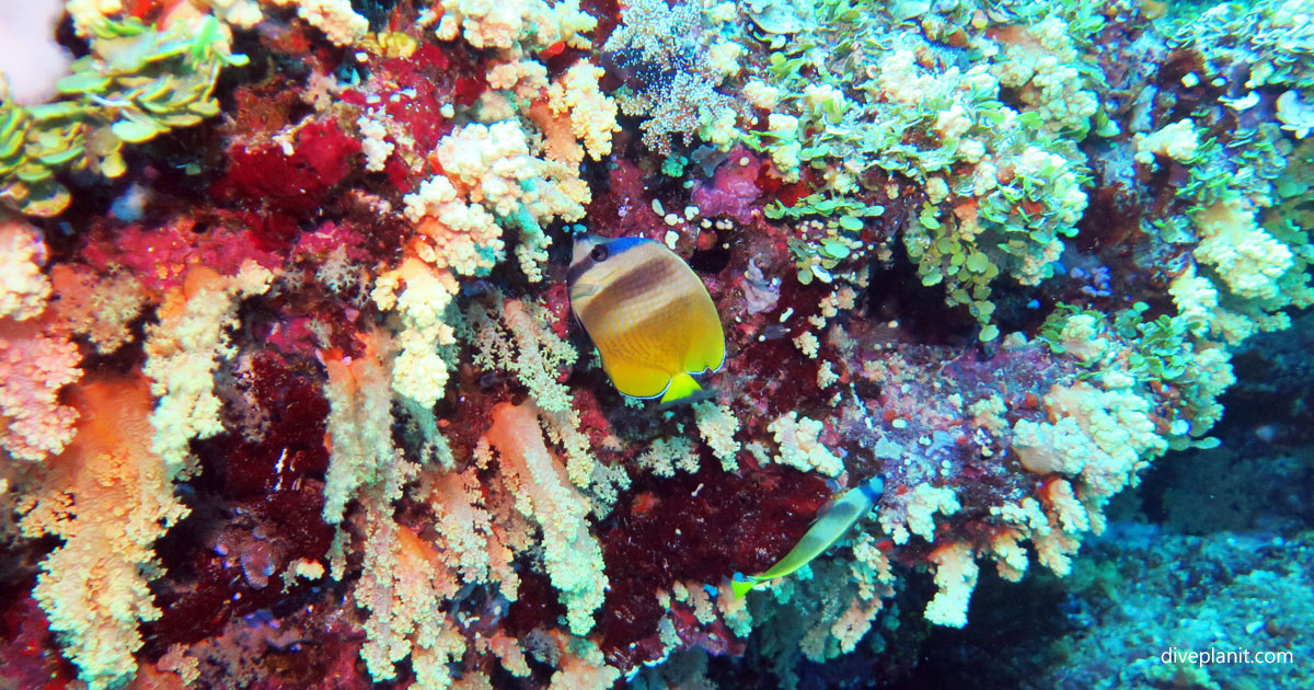 Black-lipped Butterflyfish diving Yellow Mellow at Volivoli Fiji Islands by Diveplanit