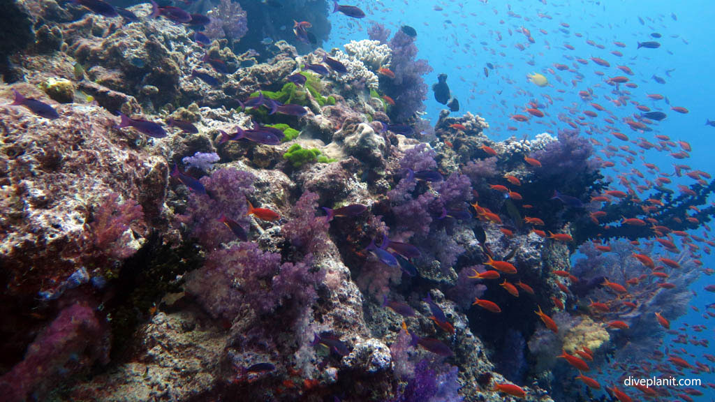 Reef scene with lotsa fish diving Instant Replay at Volivoli Fiji Islands by Diveplanit