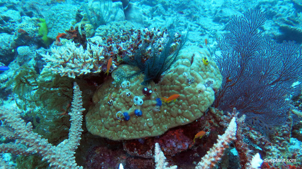 Variety of coral from staghorns to helmet with Christmas Tree worms diving Instant Replay at Volivoli Fiji Islands by Diveplanit