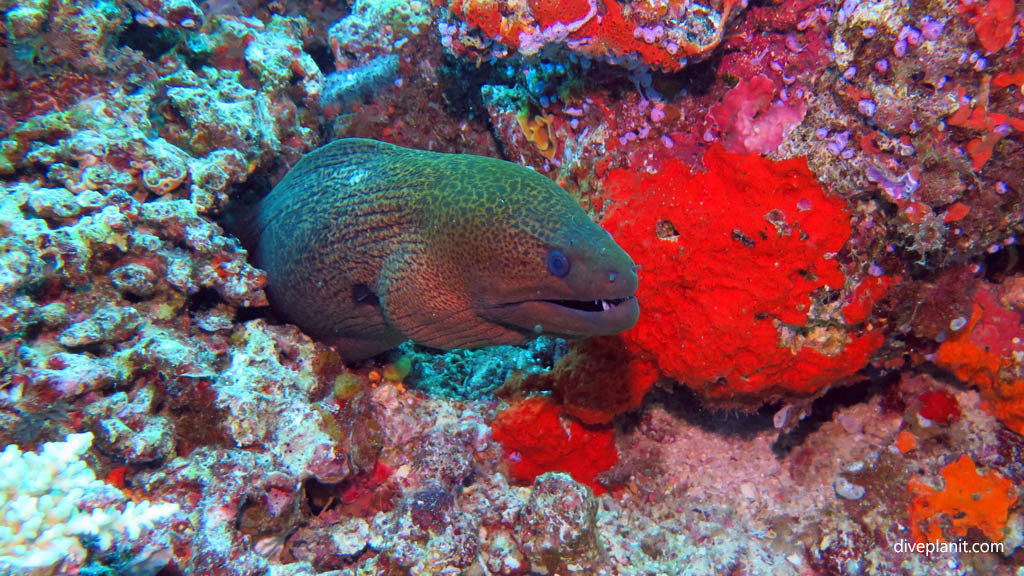 Giant Moray diving Instant Replay at Volivoli Fiji Islands by Diveplanit