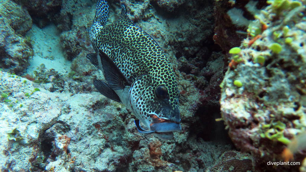 Many spotted sweetlips gets a clean diving Instant Replay at Volivoli Fiji Islands by Diveplanit