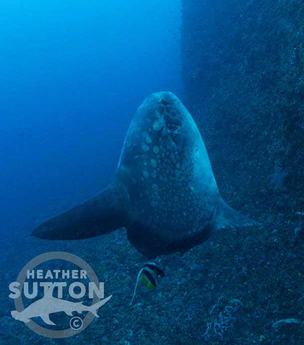 In search of Ocean Sunfish Mola mola our intrepid explorer Heather Sutton heads to Bali. Though it’s her first time diving Indonesia – she gets lucky
