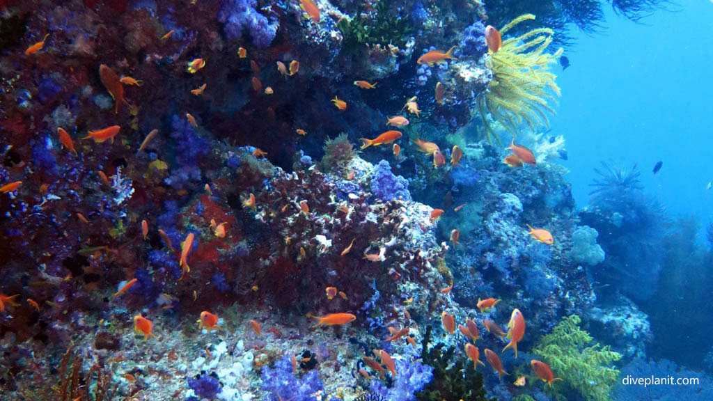 Reef scene with Anthias diving Black Magic at Volivoli Fiji Islands by Diveplanit