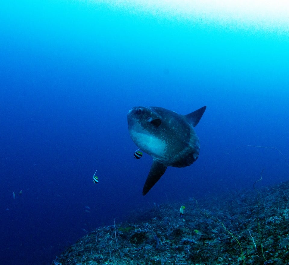 In search of Ocean Sunfish Mola mola our intrepid explorer Heather Sutton heads to Bali. Though it’s her first time diving Indonesia – she gets lucky