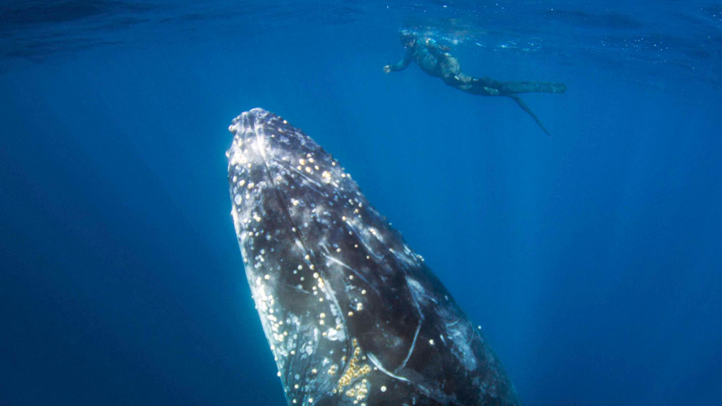 Ever wanted to swim with whales, even swim with humpback whales? Now you can enjoy swimming with whales at Coffs Harbour with Jetty Dive team in Wild Fin