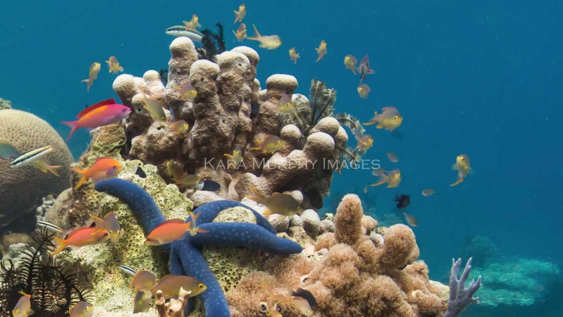 Coral at Pulau Satondra, Komodo by Kara Murphy