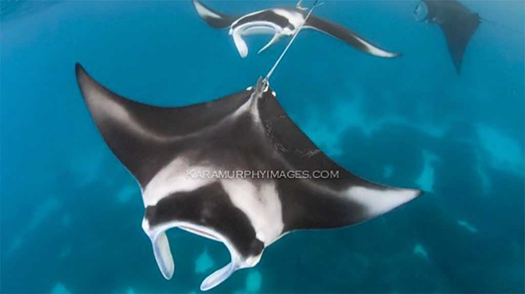 Kara Murphy Manta Rays Lady Elliot Island