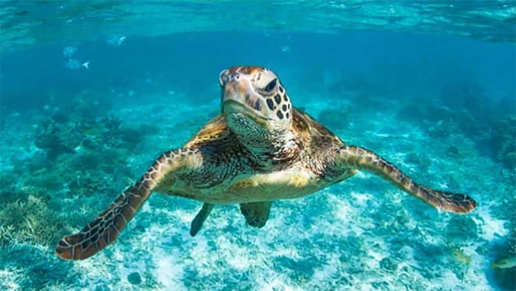 Kara Murphy turtle Lady Elliot Island