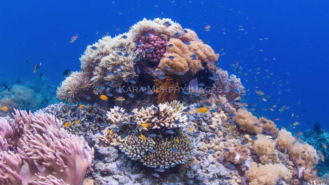 Pulau Satondra, Komodo by Kara Murphy