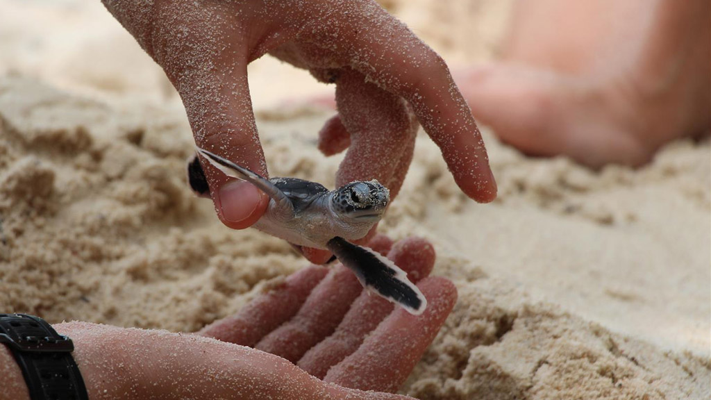 Lang Tengah Turtle Watch Conservation Initiative supported by YTL Hotels Tanjong Jara Resort in Malaysia