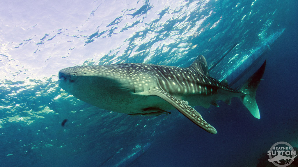 Five places close to home where you can reliably dive, snorkel or go swimming with whale sharks if you go in the right season