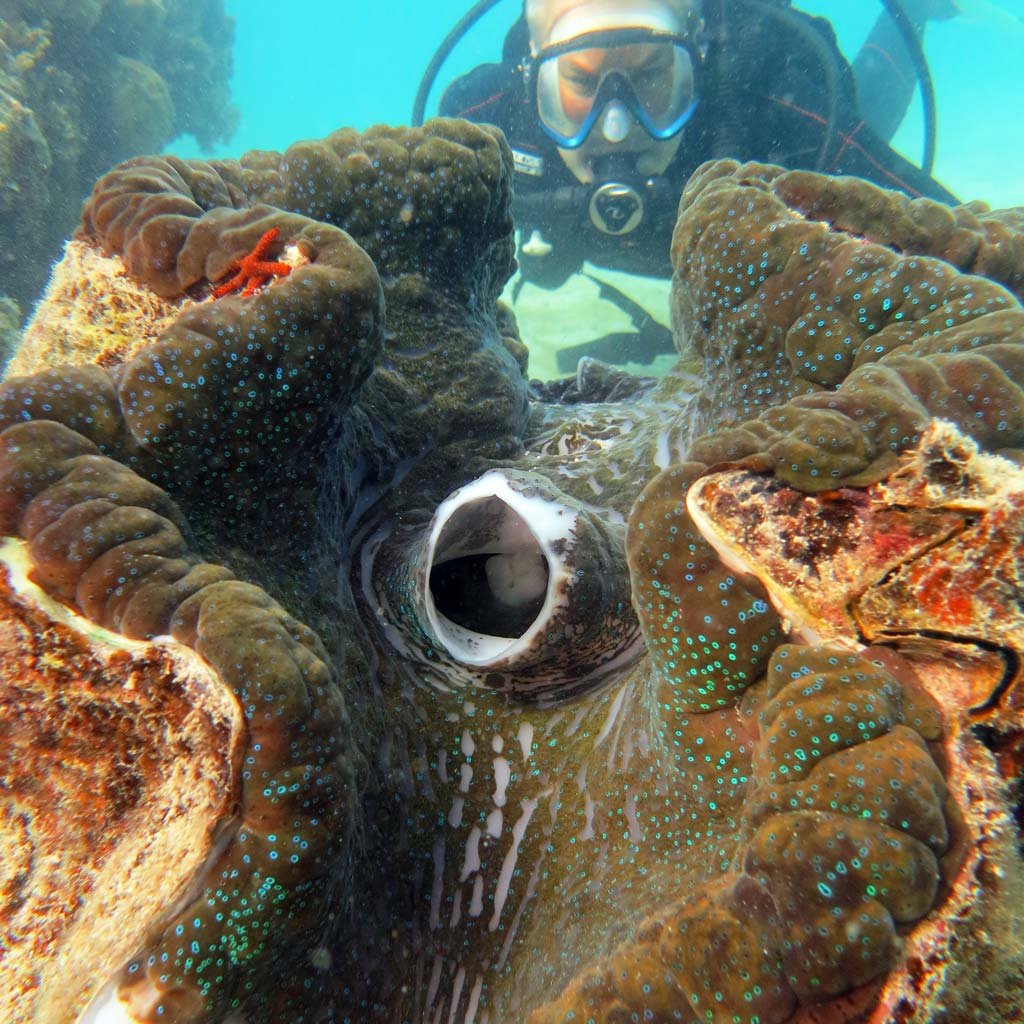Before fish mating a Giant clam at Watsons Bay diving Lizard Island Great Barrier Reef Queensland by Diveplanit