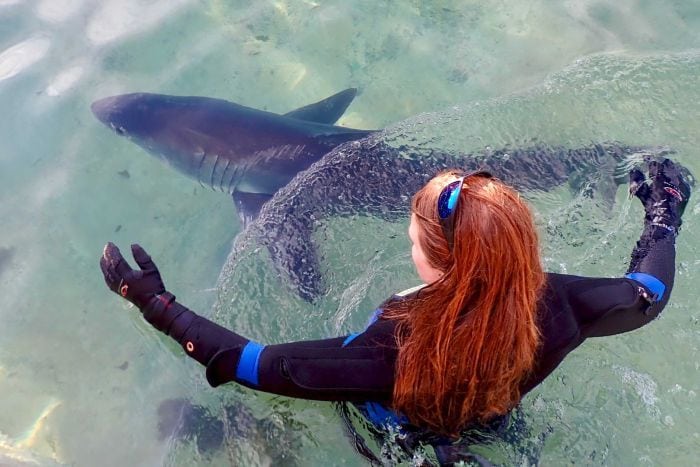 Fluffy and Sharnie great white shark credit Nick Dawkins