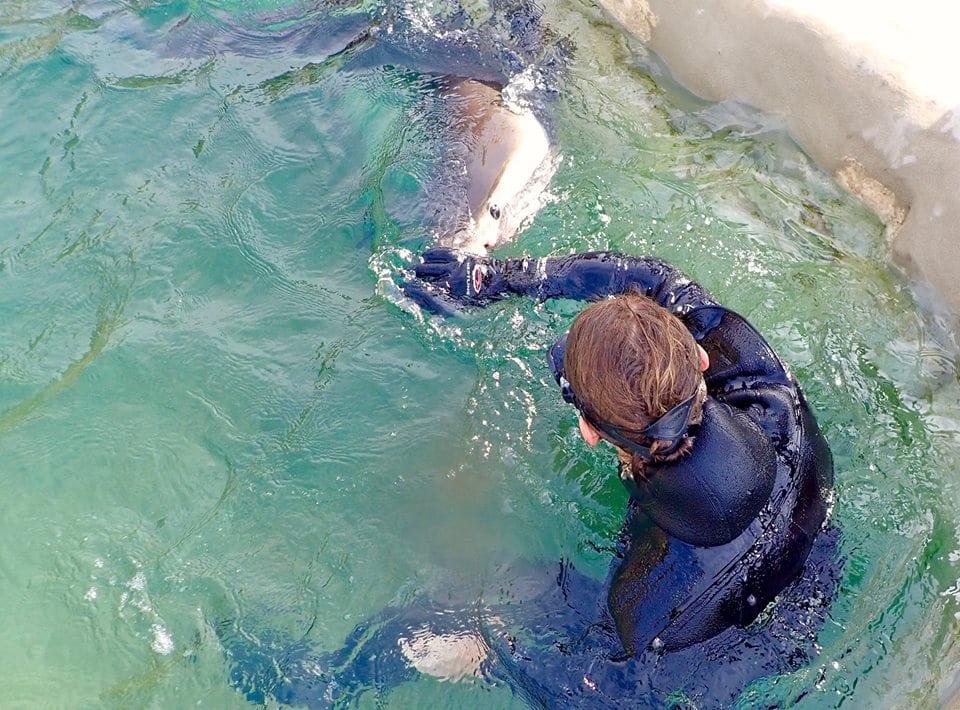 Fluffy great white shark and rescuer credit Nick Dawkins