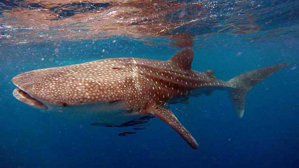 7 places close to home where you can reliably dive, snorkel or go swimming with whale sharks if you go in the right season