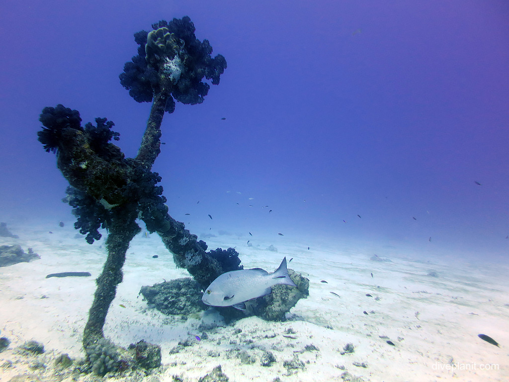 The admiralty Anchor at the aptly named Anchor Bommie dive site at Lady Elliot Island