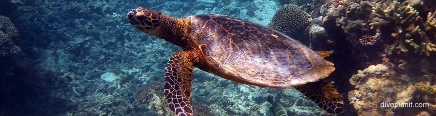 Banner turtle with a nice clean leathery shell at lady elliot island