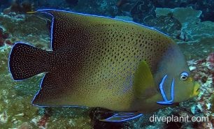 Angelfish blue ci fci