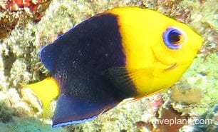 Angelfish cocosangel cki fci