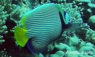 Angelfish emperor cki