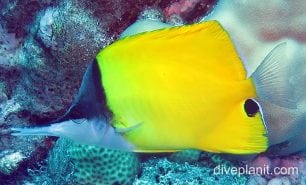 Butterflyfish longnose cki