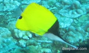 Butterflyfish longnosed ci
