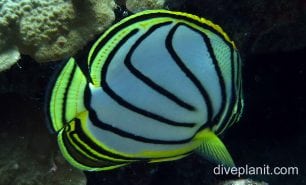 Butterflyfish meyers ci