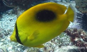 Butterflyfish oval spot nsw