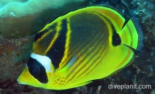 Butterflyfish racoon ci