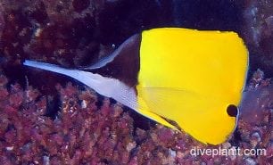 Butterflyfish really longnose ci