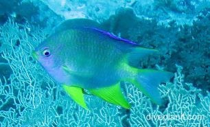 Damselfish goldendamsel cki