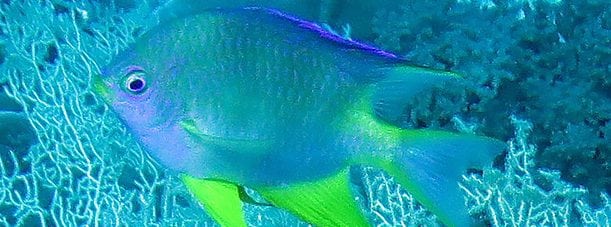 Damselfish goldendamsel cki