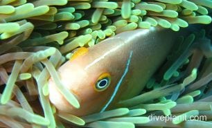 Damselfish pink anemonefish cki fci
