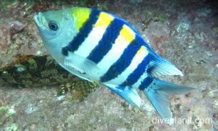 Damselfish sergeant major nsw