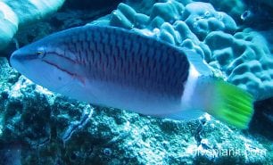 Wrasse ringtail moari ci