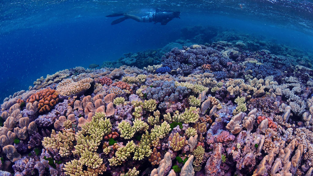Great Barrier Reef Diving Resorts & Liveaboards