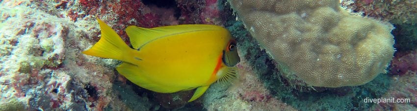 Sub adult mimic surgeonfish at turtle bay on norman reef aboard the sea quest diving the great barrier reef