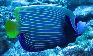 Angelfish emperor ci