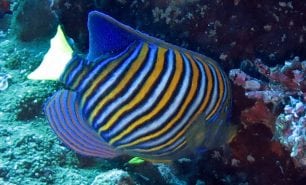 Angelfish regal ci
