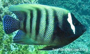 Angelfish six banded angelfish gbr hp foa