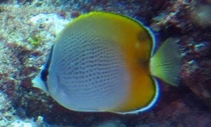 Butterflyfish gunthers nsw