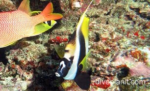 Butterflyfish horned bannerfish cki