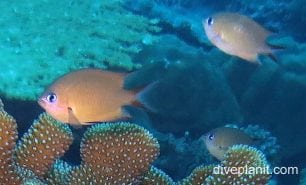 Damselfish ambon puller ci fci